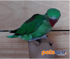 Alexandrine Parakeet